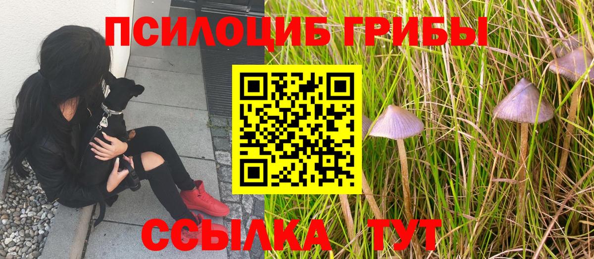 Псилоцибиновые грибы мицелий Кудрово